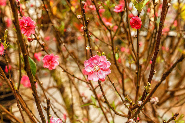 越南河内，盛开的树上开着粉红色的桃花，这是庆祝<strong>春节</strong>的传统<strong>习俗</strong>。