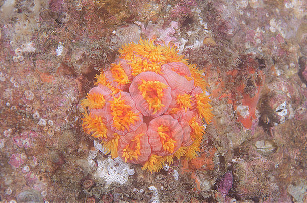 闭式珊瑚虫太阳珊瑚群息肉。巴西圣保罗州海岸Buzios岛<strong>外来</strong>珊瑚<strong>入侵</strong>。