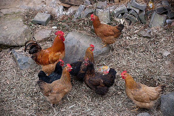集团红色的黑色的鸡农场中国