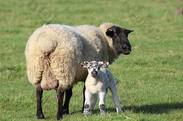 新生绵羊和羔羊
