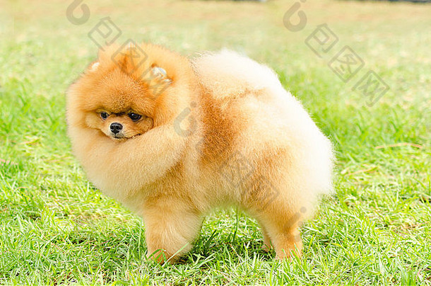 一只年轻漂亮的毛茸茸的橙色波美拉尼亚小狗站在草地上的侧视图。Pom狗被认为是