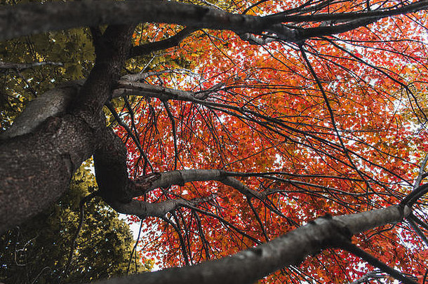 展现美丽秋天色彩的树木和树叶。