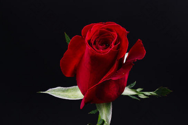 黑色背景上美丽的深红色玫瑰