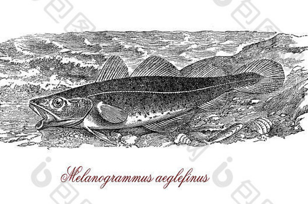 黑线鳕黑色素图埃格勒菲努斯盐水鱼重要的食物鱼新鲜的冻烟熏生活一边北大西洋发现基板使岩石沙子砾石贝壳