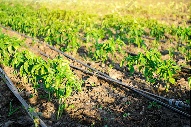 阳光明媚的日子里，农场上一排排的小辣椒。种植有机蔬菜和滴灌。<strong>环保产品</strong>。农业和农业。乌克兰