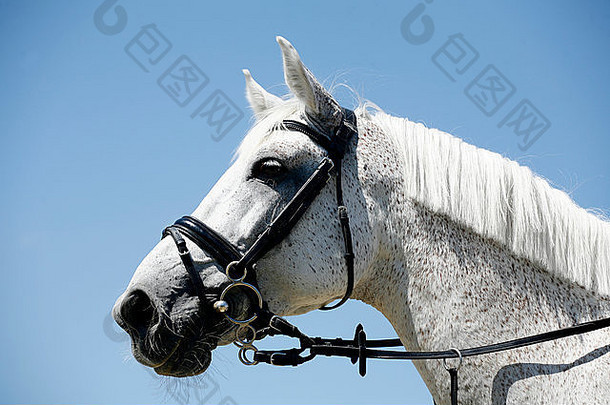 一匹漂亮的灰色盛装舞步马在蓝天下工作时的侧视图肖像