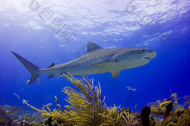 珊瑚礁上的虎鲨