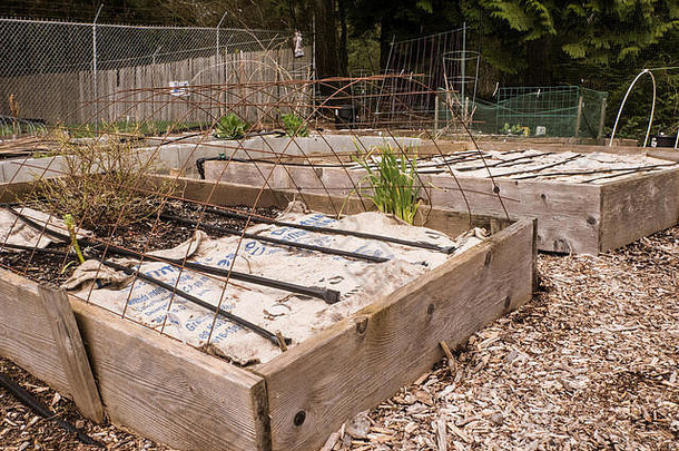 提高了床上蔬菜花园覆盖粗麻布防止雨洗营养物质土壤冬天社区花园
