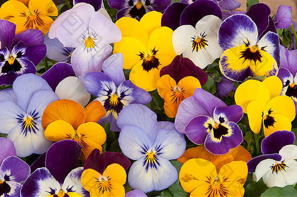 混合颜色三色紫罗兰花园