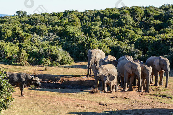 非洲水牛方法浇水洞小心翼翼地喝大象