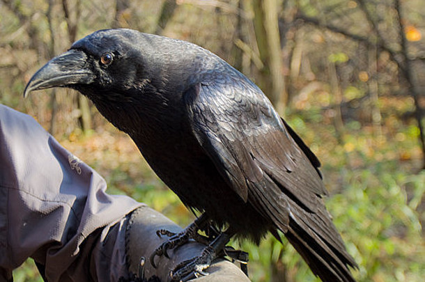 乌鸦（corvus corax）坐在人类的手上，生活在欧洲、亚洲和非洲。