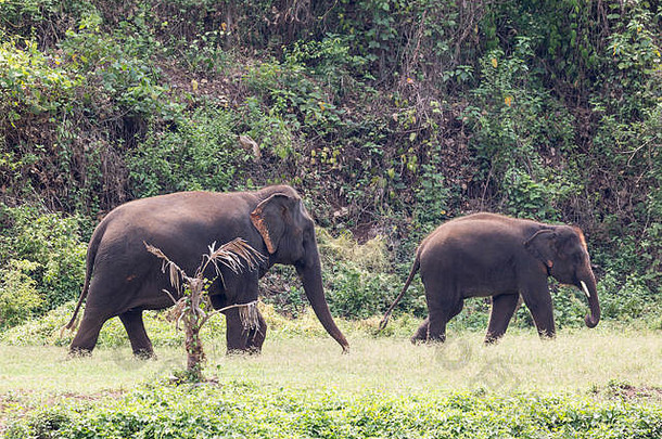 快乐亚洲象在泰国北部的大象保护区