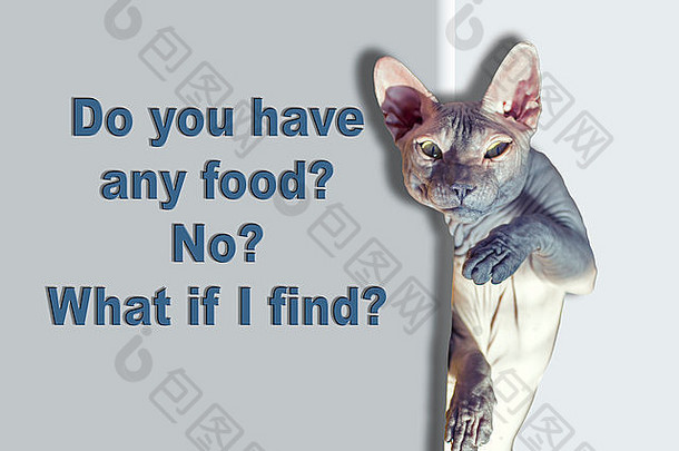 有趣的秃头斯芬克斯猫，食物请求。