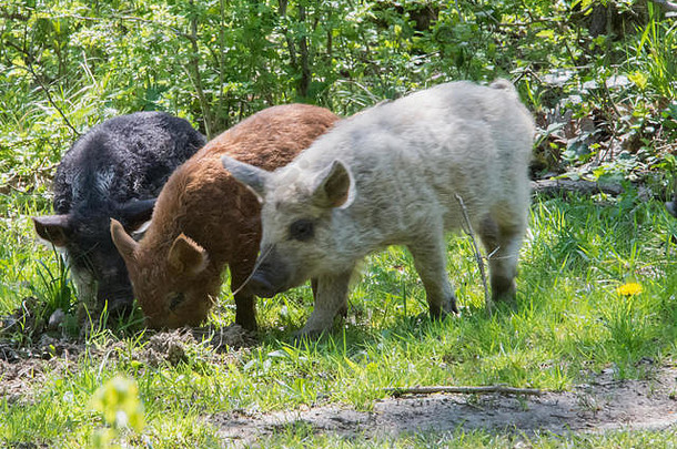 匈牙利曼加里卡猪在草地上吃草。