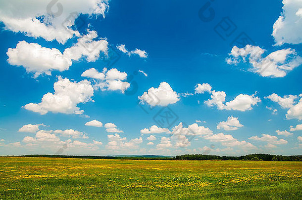 碧绿的花开的田野上的蓝色多云的天空