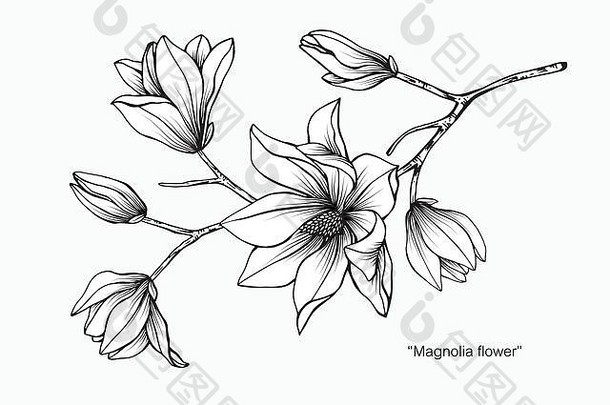 木兰花插画。黑白相间，白色背景上有线条艺术。