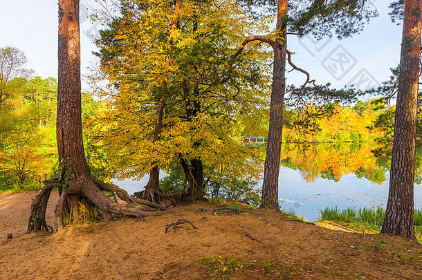 公园秋色秀丽，湖畔树木如画