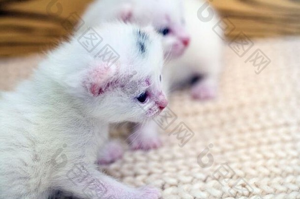 新生的小猫第一次闭着眼睛吮吸猫奶。小白化病小猫是完全白色的。这只猫生了小猫并和它们睡觉。