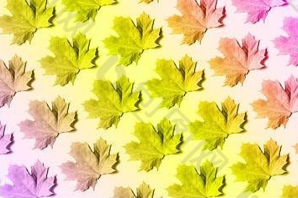 丰富多彩的秋叶创意布局。霓虹灯背景上有枫叶图案的横幅。顶视图。平铺。季节概念