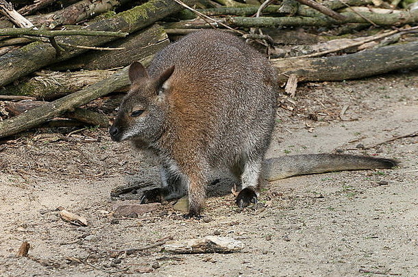 东澳大利亚/塔斯马尼亚红颈小袋鼠或班尼特小袋鼠（红腹大袋鼠）