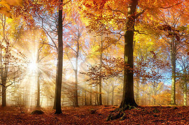 射线美丽的阳光有雾的森林温暖的充满活力的颜色秋天