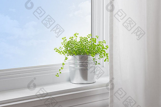 现代住宅窗台上的绿色植物。