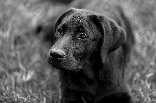 黑白相间的黑色拉布拉多小狗的肖像。