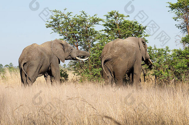 非洲大象学名Loxodonta非洲非洲布什大象