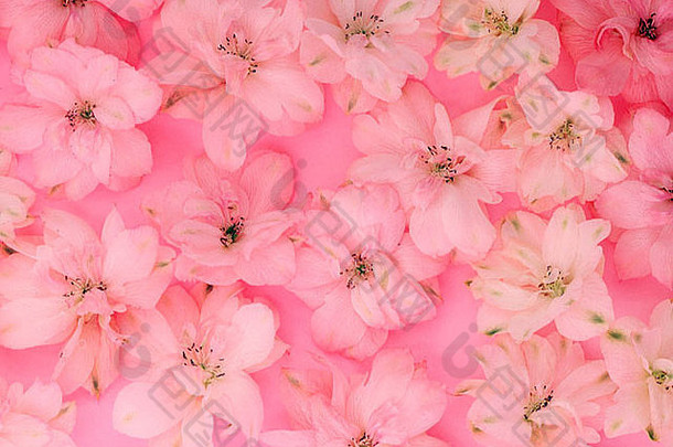 特写镜头粉红色的花
