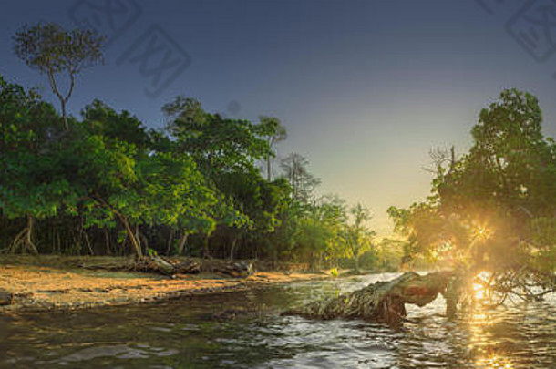 婆罗洲海滩水面和海岸上的树木