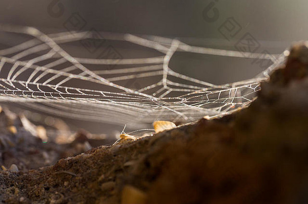 自然摘要背景蜘蛛网特写镜头在户外
