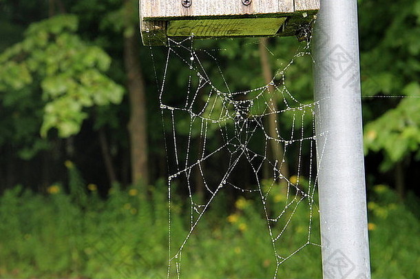 满是露水的蜘蛛网