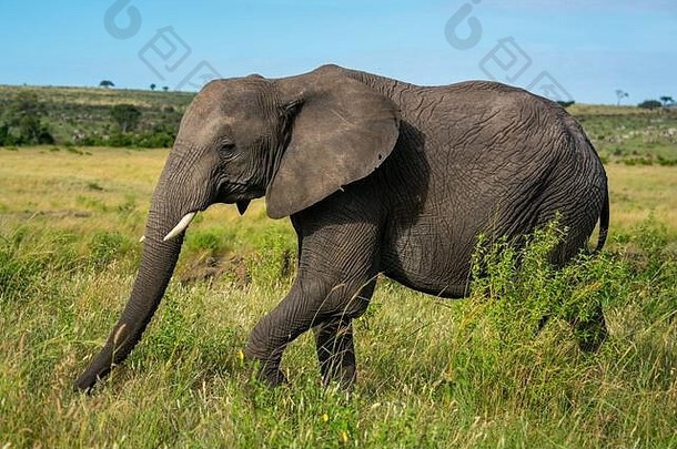 非洲大象走过去的布什平原
