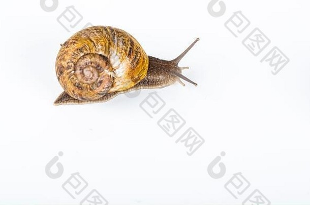 白色背景上的棕色蜗牛。用于时尚化妆品和蜗牛黏液治疗的背景。