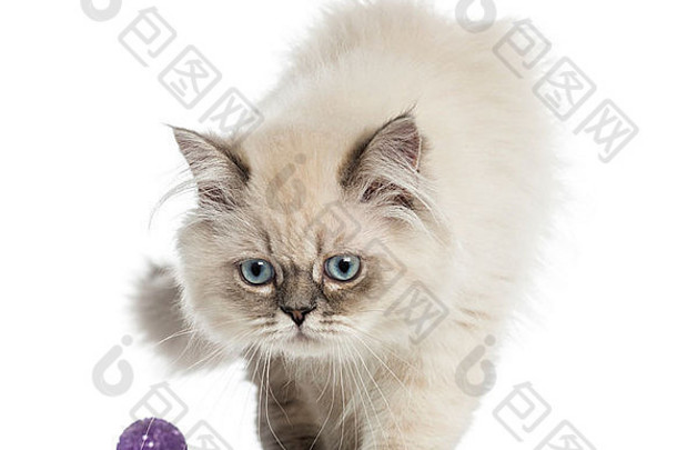 英国长毛猫，5个月大，在白色背景下玩球