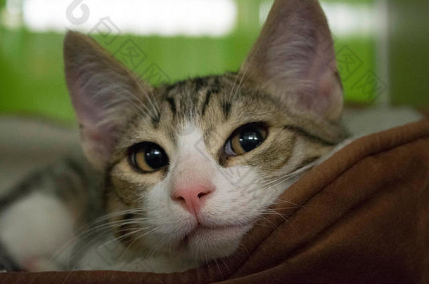 一只小猫躺在当地动物收容所的床上。