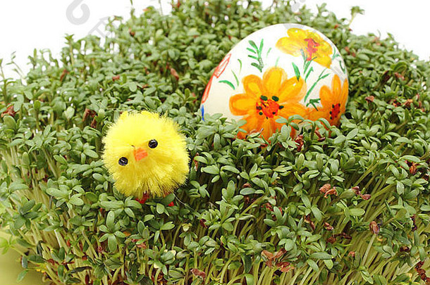 有趣的复活节鸡和彩色彩蛋的特写镜头躺在新鲜的绿色水芹、新鲜的豆瓣菜和复活节装饰上