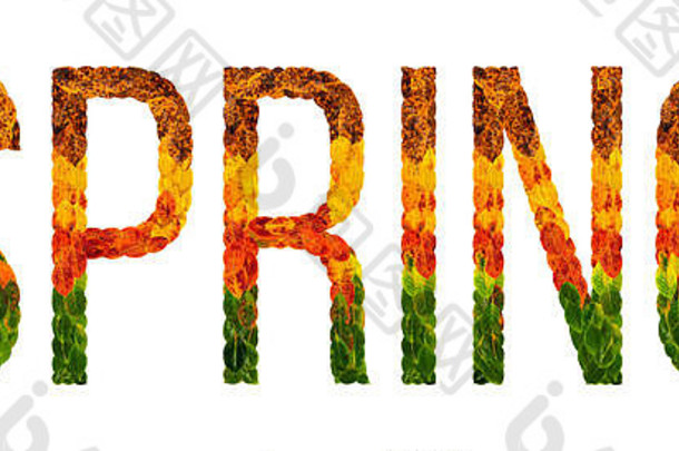 用树叶书写的“春天”字白色隔离背景，印刷横幅，彩色树叶的创意插图。