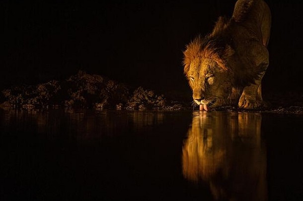 晚上狮子在水潭