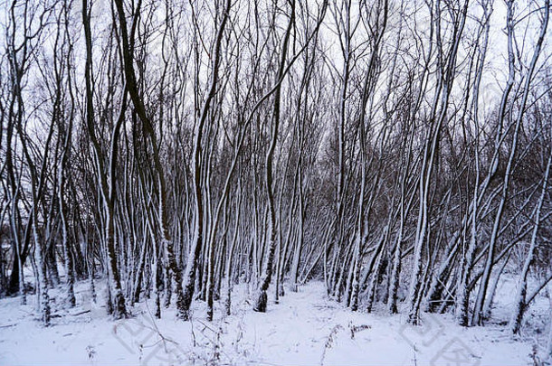 冬天到了！雪和雪花到处都是灌木丛树木森林人类路径黄昏树枝仙境