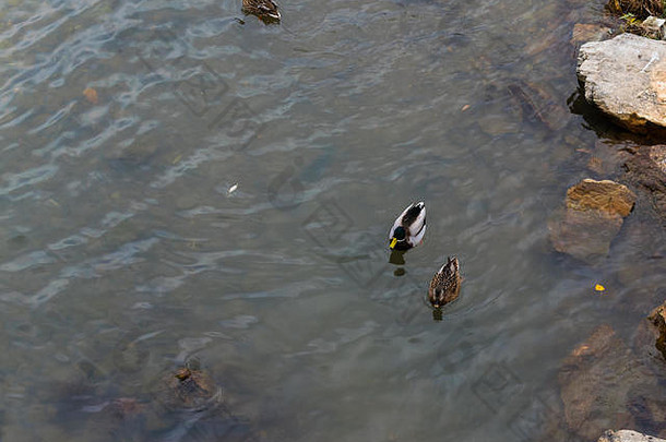 在河里洗澡的野鸭