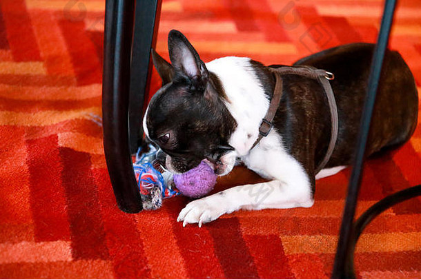 波士顿梗甜蜜的狗品种玩享受最喜欢的玩具紫罗兰色的球狗地板上红色的色彩斑斓的五彩缤纷的地毯