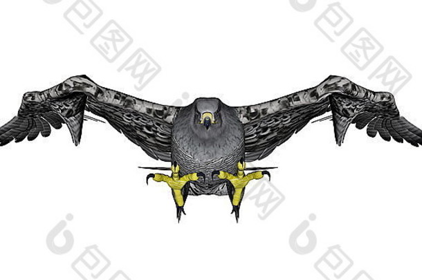 灰色猎鹰在白色背景中独立飞行-3D渲染