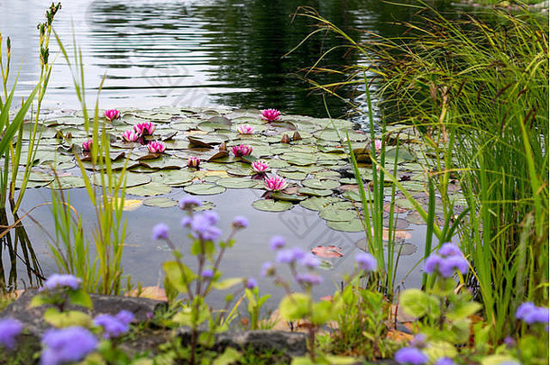在池塘里开粉红色的睡莲或<strong>荷花</strong>。