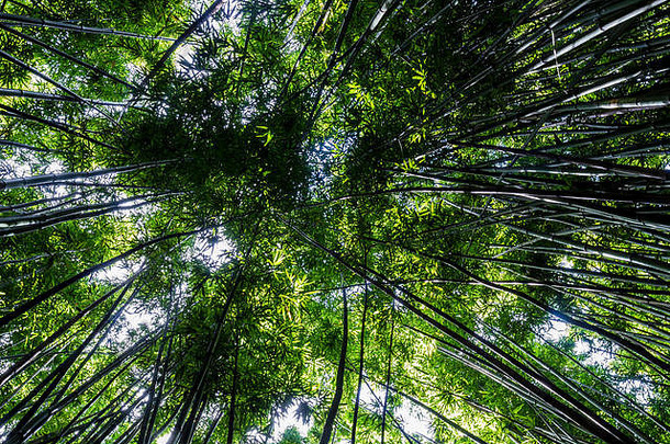密集的竹子森林pipiwai小道毛伊岛夏威夷曼联州