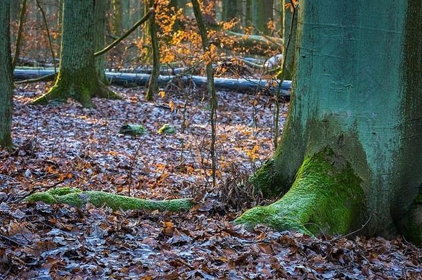 冬季或秋末森林。美丽的欧洲森林景观。
