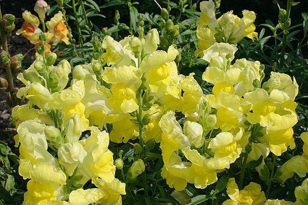 黄色的花年度夏天开花花园植物anthirrinum