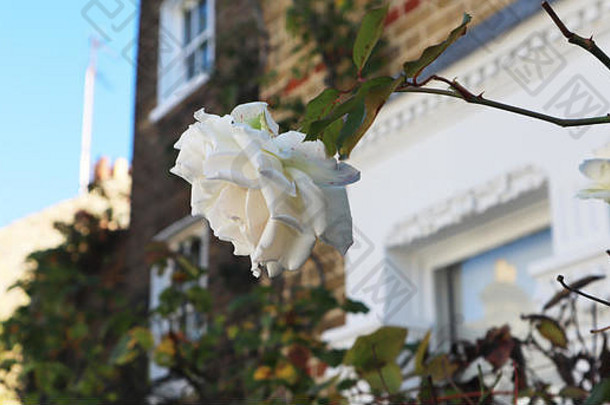 一朵美丽的白玫瑰在阳光下照在格鲁吉亚的一所房子前