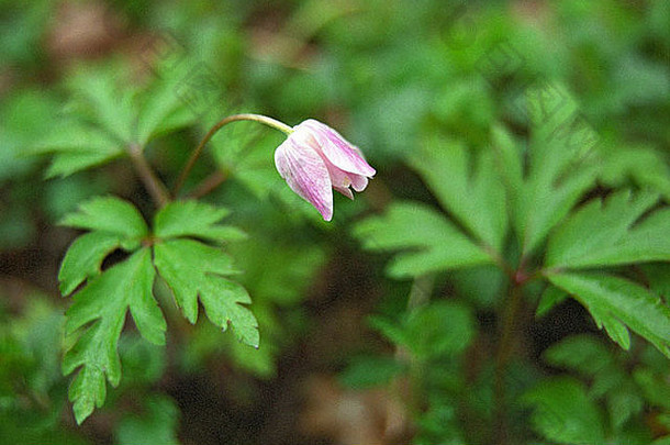 白葵开花4-5月在林地<strong>野生动植物</strong>区系中的应用