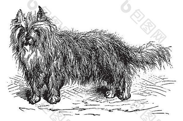 Skye Terrier或犬科狼疮犬，复古雕刻。斯凯梗的古老雕刻插图。